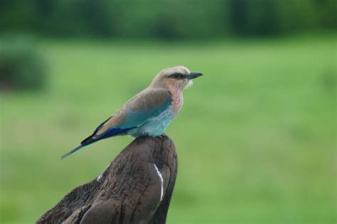 Hwange National Park - Safari Africa