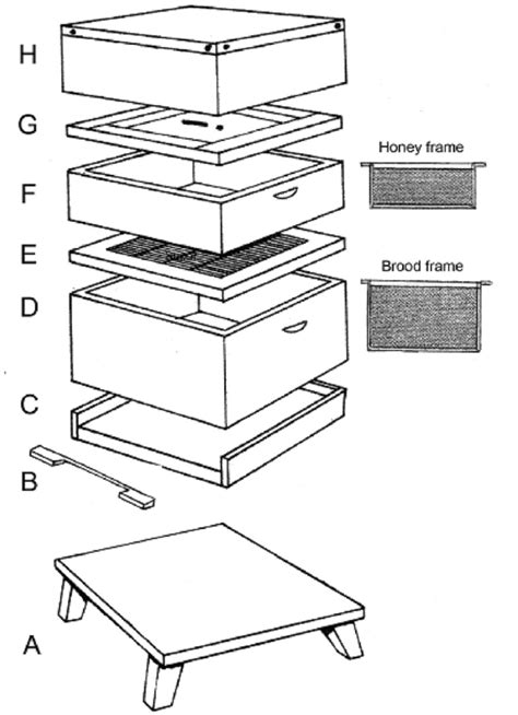 Essential features of the typical modern beehive (reprinted figure with ...