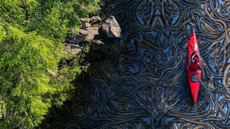 The man bravely crossed a snake-infested river on the world's largest ...