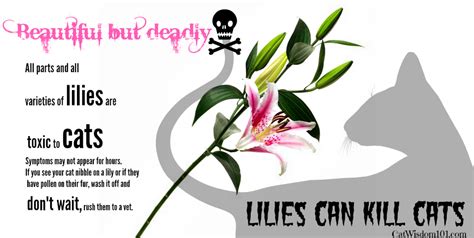 Lilly Toxicity- Beautiful flowers but very DEADLY!! – Beattie Pet Hospital