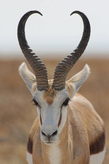 Springbok gazelle with a characteristic habit of leaping (pronking ...