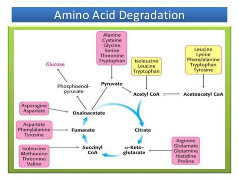 Degradation of amino acids