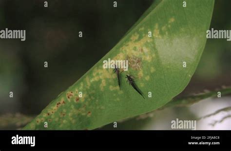 Close up of black thrips or Thysanoptera, their eggs, and larvas on a leaf Stock Video Footage ...