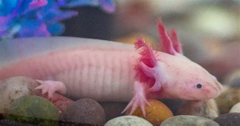 51 Axolotl Breeders Near You with Axolotls for Sale (2023)