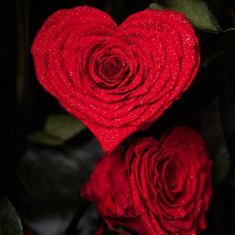 Endura Roses Is Selling A $26,000 Rose Bouquet For Valentine's Day