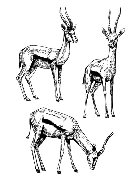 Premium Vector | Springbok antelope hand drawn vector sketch ...