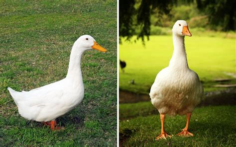 Why do Ducks Eat Dirt and Mud? - LearnPoultry