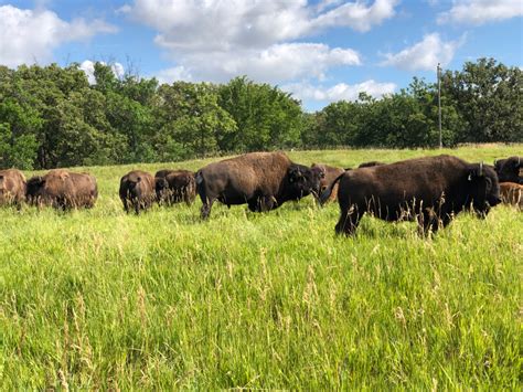 Fall Bison Ranch Tour - Dakota Territory Buffalo Association