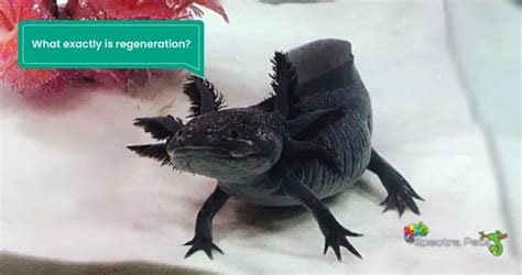 Can Axolotls Regrow Lost Limbs: [The Amazing Ability!]