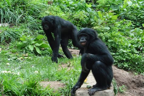 Visit wild bonobos north of Kinshasa in Congo and pygmy tribe tour in ...