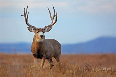 Big Mule Deer Bucks