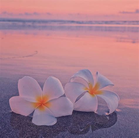 â £ Plumeria Flower Ocean Sea Beach Sunrise Sunset | North America | Summer wallpaper, Beach ...