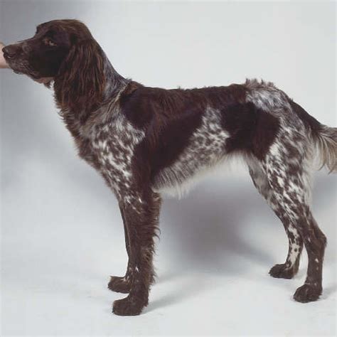 German Longhaired Pointer Breed Guide - Learn about the German ...