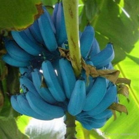 Conheça a blue java: A banana azul com textura de sorvete e sabor de ...