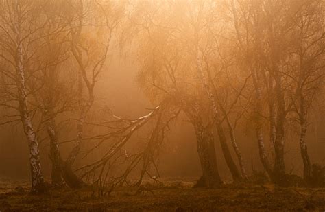 Autumn in the New Forest : r/photographs