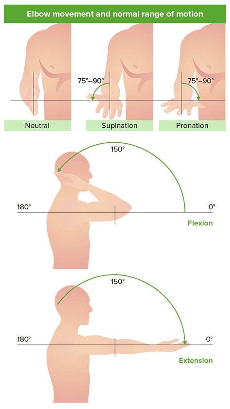 elbow flexion and supination - MennoHenselmans.com