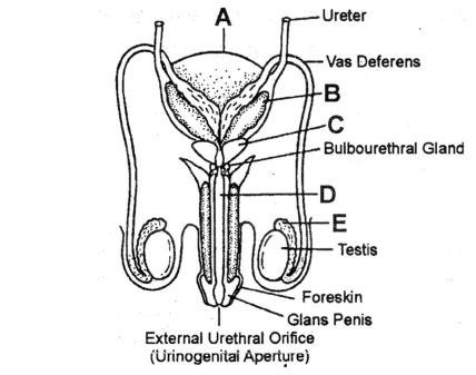 Given below is the diagram of a male reproductive system. In which one of..