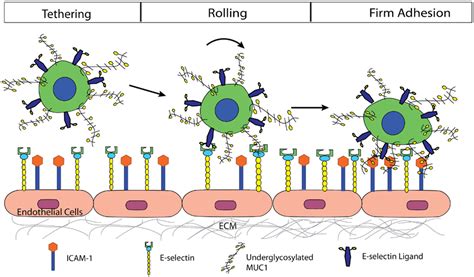 Frontiers | Three to Tango: MUC1 as a Ligand for Both E-Selectin and ...