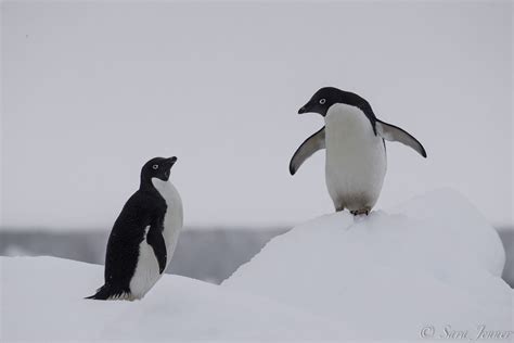 Adelie penguins in Antarctica. Picture by Sara Jenner. | Adelie penguin, Penguins, Penguin love