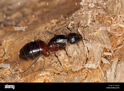 Carpenter ant (Camponotus ligniperdus, Camponotus ligniperda), queen, Germany Stock Photo - Alamy