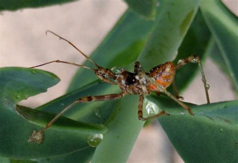 Assassin Bug Nymph bites woman in Australia - What's That Bug?