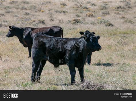 Black Angus Bull Calf Image & Photo (Free Trial) | Bigstock