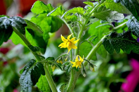 Desktop Garden: First Tomato Flowers