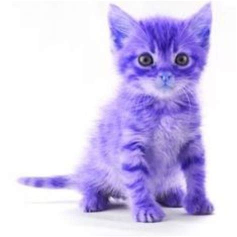 Purple kitten Purple Day, Purple Color, Passion Pictures, Kitten ...