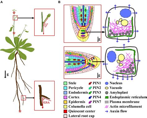 Frontiers | LAZY Gene Family in Plant Gravitropism