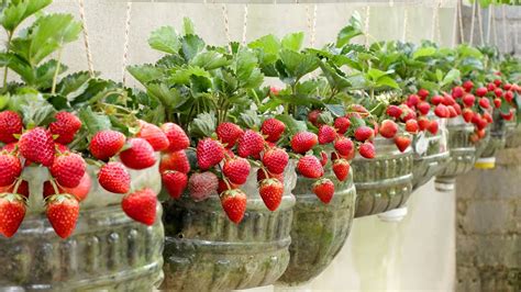 What Is The Easiest Strawberry To Grow? All Answers - Ecurrencythailand.com