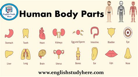 Human Body Parts Name With Picture In Tamil And English - Human Body ...