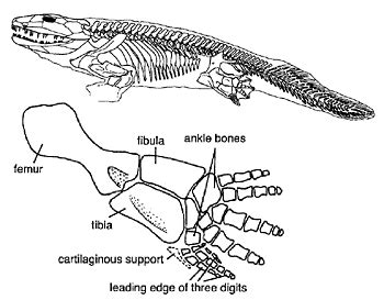 Fossil Record of Tetrapods: Evidence of a Evolutionary Transition ...