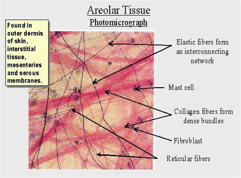 Areolar CT: Loose CT. Lack of pattern. The most common cell type is the fibroblast, but areolar ...