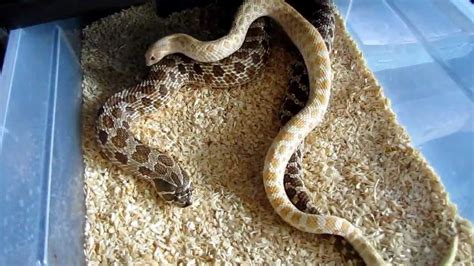 Western hognose mating - YouTube