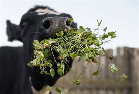 90+ Thousand Cow Eating Grass Royalty-Free Images, Stock Photos & Pictures | Shutterstock