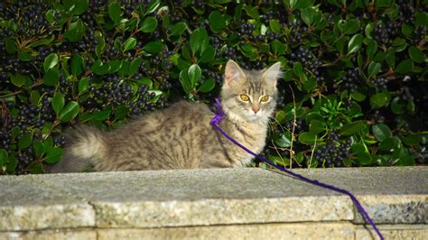 7 Best Cat Tracking Collars (2022) I Discerning Cat