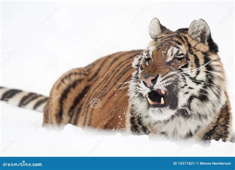 Amur Tiger stock image. Image of animal, beast, animals - 15571821