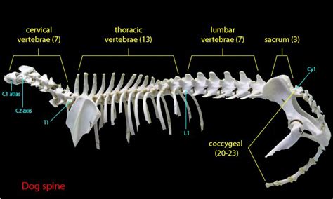 Cervical Thoracic Lumbar Sacrum Vertebrae Coccygeal Dog Spine Anatomy ...