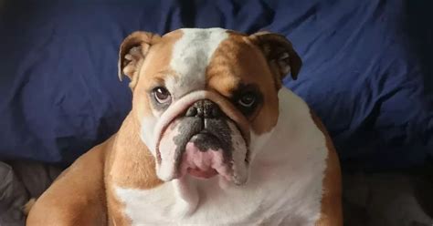 Bulldog bred so wrinkly she needed two-hour facelift op - Essex Live