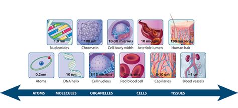 The relative scale of biological molecules and structures | Learn Science at Scitable