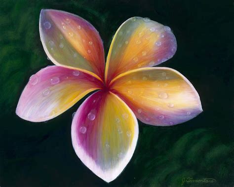 Plumeria by Jeannette Tramontano | Flower art, Small canvas art, Floral ...