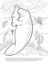Cute Manatee Drawing At GetDrawings  Free Download sketch template
