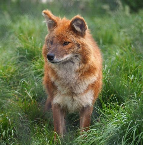 Chinese dhole (Cuon alpinus lepturus), 2022-05-17 - ZooChat