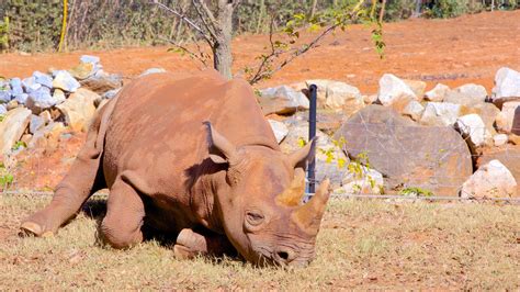 Zoo Atlanta Pictures: View Photos & Images of Zoo Atlanta