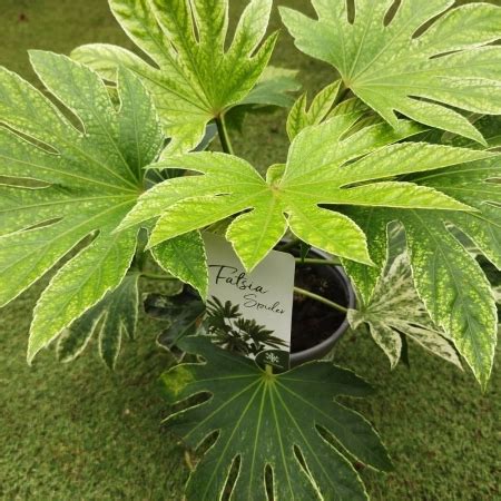 Fatsia 'Spider web' - Clockhouse Nurseries