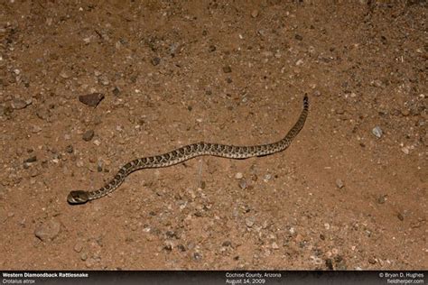 Western Diamondback Rattlesnakes: Variation, Quantities, & Life Lessons ...