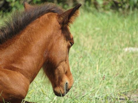 Sweet baby horse image stock image. Image of horse, stallion - 274547043