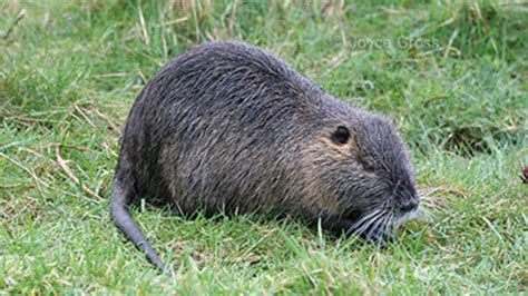 California officials ask for public's help against nutria | KMPH