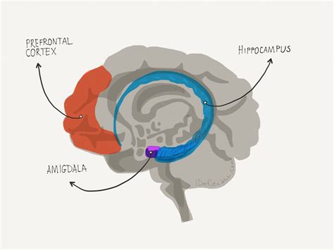 Brain Stem Limbic System Prefrontal Cortex