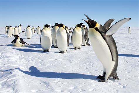 Penguins: The Birds of Antarctica – Nature Blog Network